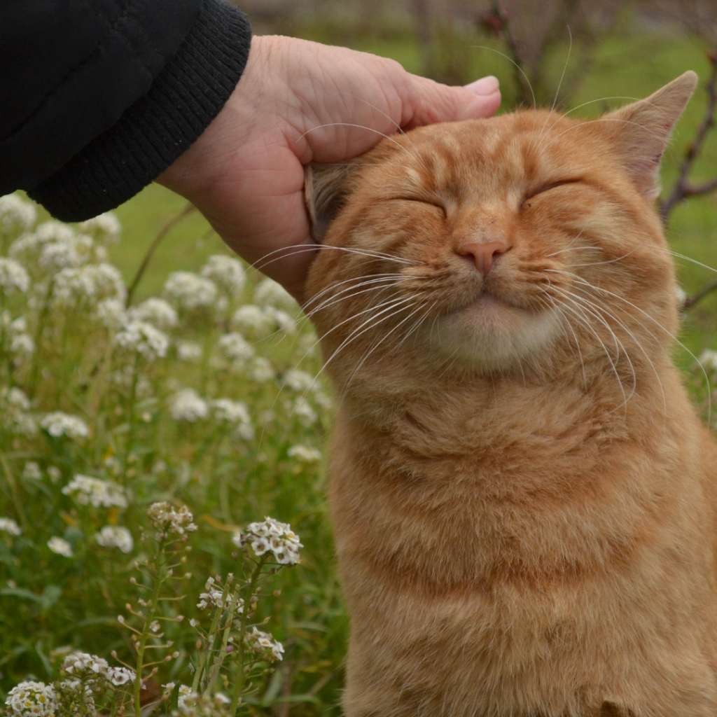orange cat being pet on his head with a field of flowers in the background
