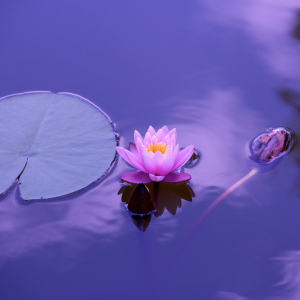 green lilypad and pink flower floating in water