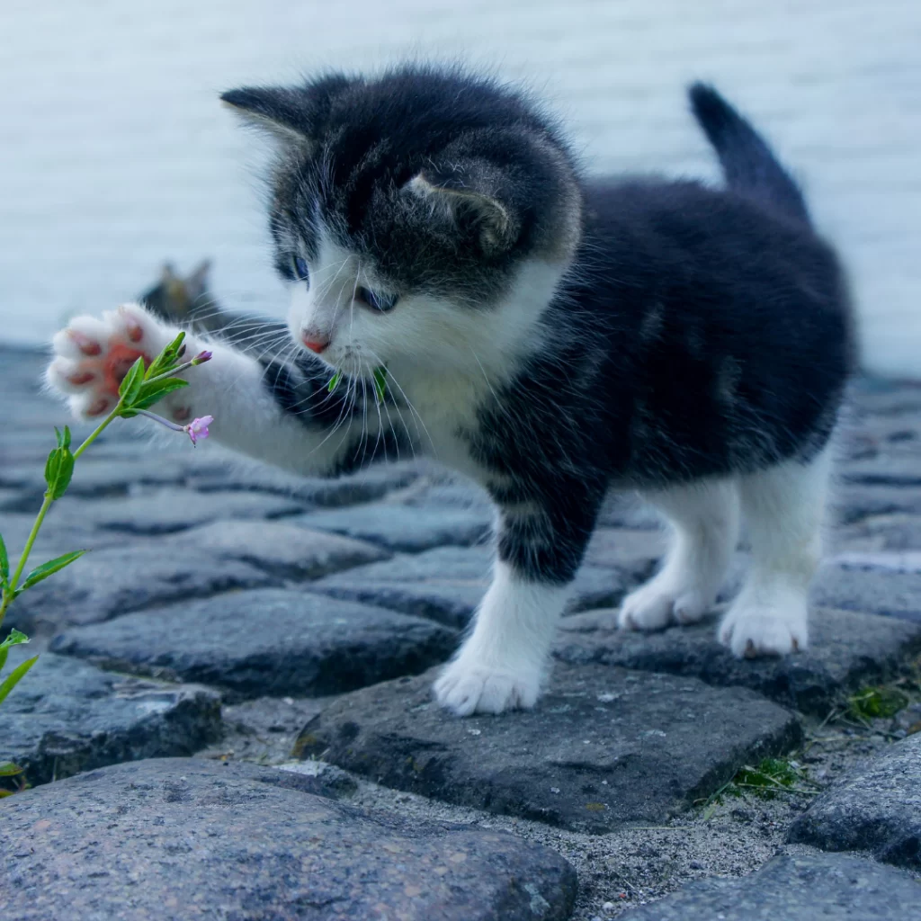 a cat pawing a flower