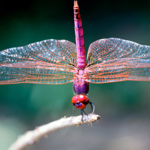 a picture of a dragonfly to represent perspective