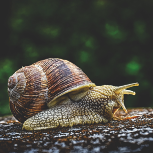 a snail 