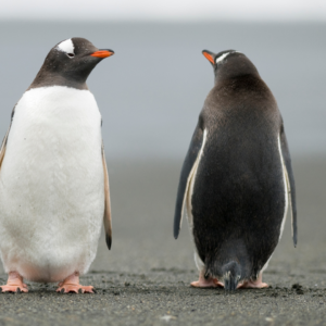 one white penguin and one black penguin